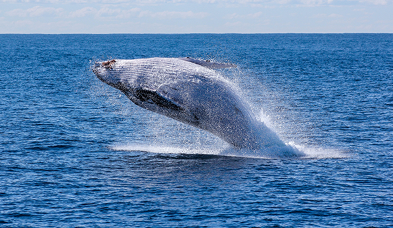 Oceans_Show