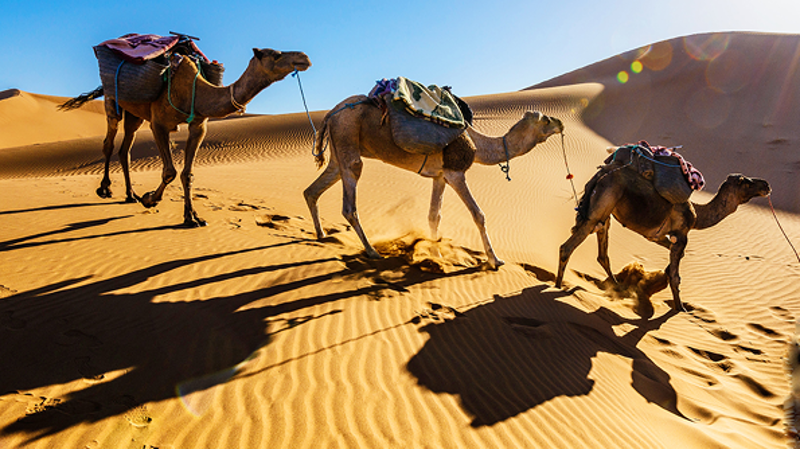 Three Wise Camels