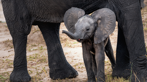 Elephants_Show Elephants_Show