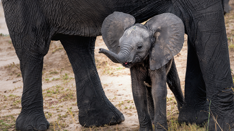 Elephants_Show